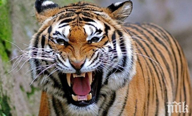 ЕВРИКА: Учени разгадаха голямата тайна - ето защо тигрите са оранжеви