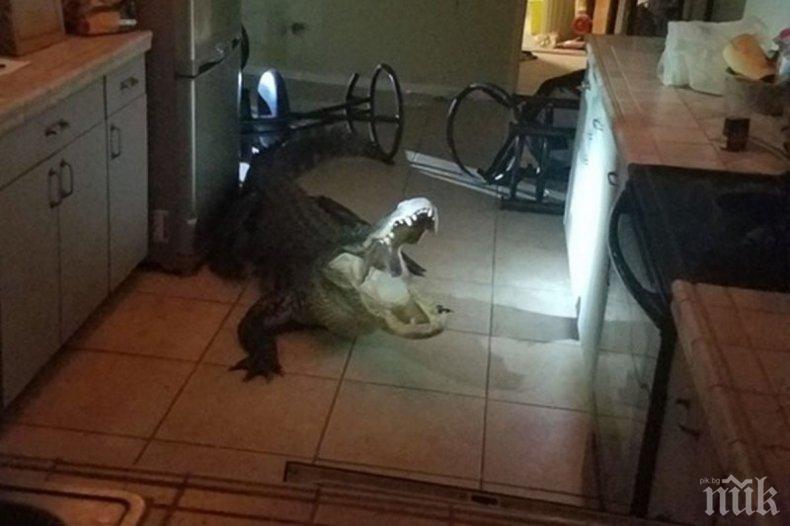 Алигатор се вмъкна при пенсионерка от Флорида (СНИМКИ)