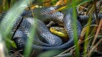 ШОК: Двуметрова дебела змия пълзи в градинка пред жилищен блок в Бургас