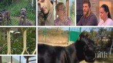 След трагедията във Владо Тричков: Как се стигна до убийството на човек от кучета