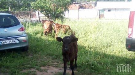 общинари арестуваха стадо телета пътя сапарева баня