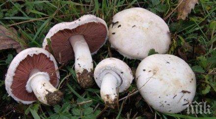 американски град легализира халюциногенните гъби