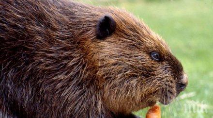 ново полски министър предложи бобрите бъдат ловувани храна