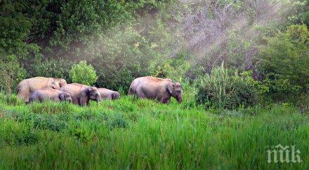 отровиха три слона малайзия