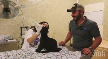 ягуар рядка порода роди мексико