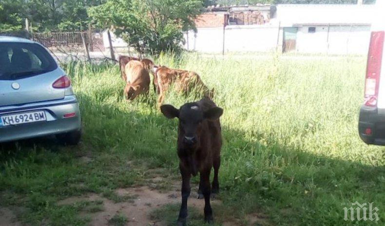 Общинари арестуваха стадо телета на пътя за Сапарева баня