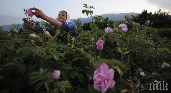 Розоберът приключва с ниски добиви и неизвестна цена