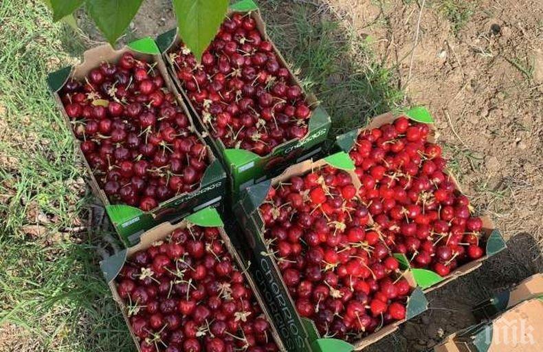 В КЮСТЕНДИЛСКО: Отварят 60 пункта за изкупуване на череши