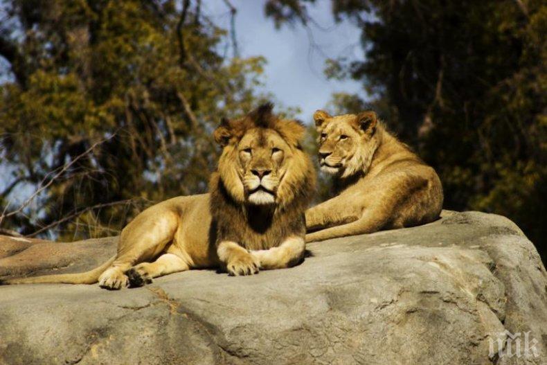 ​Най-малко 14 лъва избягаха от национален парк в ЮАР​