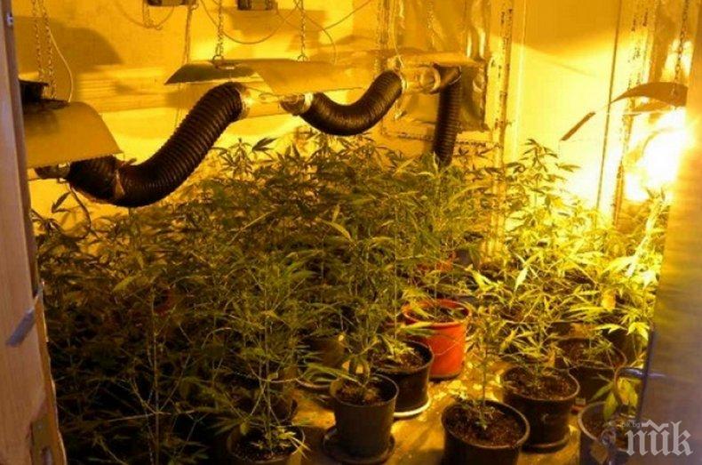 ИЗВЪНРЕДНО: Закопчаха гранични полицаи в тайна акция! Бандата въртяла наркоферма с марихуана в Малко Търново