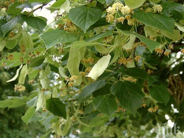 Глоби за бране на липи в Дупница и Кюстендил