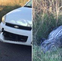 Лакомник: Алигатор отхапа парче от полицейска патрулка в Луизиана