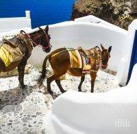 Френски активисти скочиха да бранят магаретата таксита на остров Санторини (СНИМКИ)