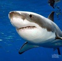 Паника на Адриатическо море: Огромна бяла акула, доплува до самото крайбрежие