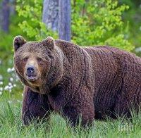 Бракониери застреляха млада мечка в Рила