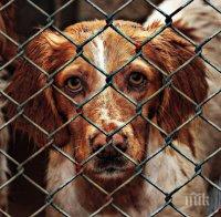 ВАРВАРСКО ЗВЕРСТВО В КИТАЙ: Над 10 хиляди кучета ще бъдат заклани на най-кървавия фестивал на 21 век - вижте на какво е способен човек от алчност (ШОКИРАЩИ СНИМКИ/ВИДЕО 18+)