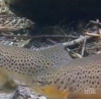 Зарибяват с балканска пъстърва реките Струма, Места и Вит