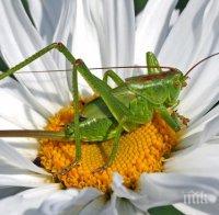 Милиони скакалци нападнаха остров Сардиния