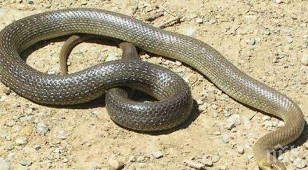 паника пловдив змия изпълзя спирка кючука