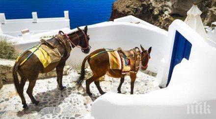 френски активисти скочиха бранят магаретата таксита остров санторини снимки