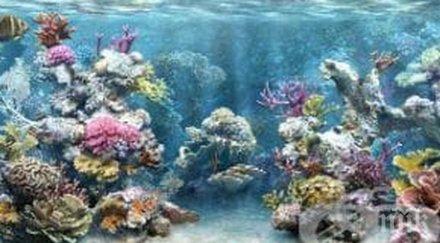 мрачна прогноза морските животни изчезнат края век