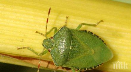 убивайте миризливките дома лошо