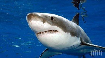 паника адриатическо море огромна бяла акула доплува самото крайбрежие