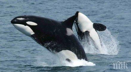 канада забранява улова развъждането морски бозайници забавление