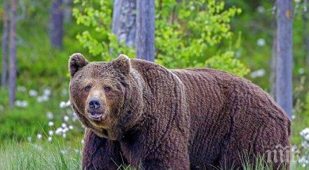 бракониери застреляха млада мечка рила
