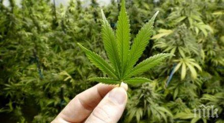 европейски доклад младите българия употребяват често канабис