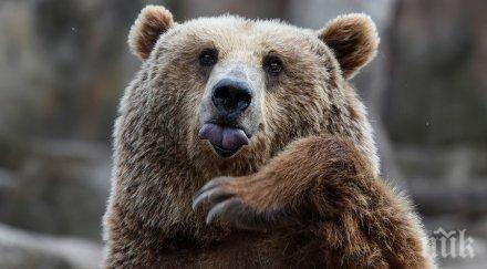 откриха убита мечка самоков