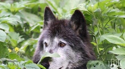 страшна напаст черни вълци тръшкат крави телета странджа