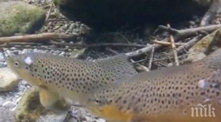 зарибяват балканска пъстърва реките струма места вит