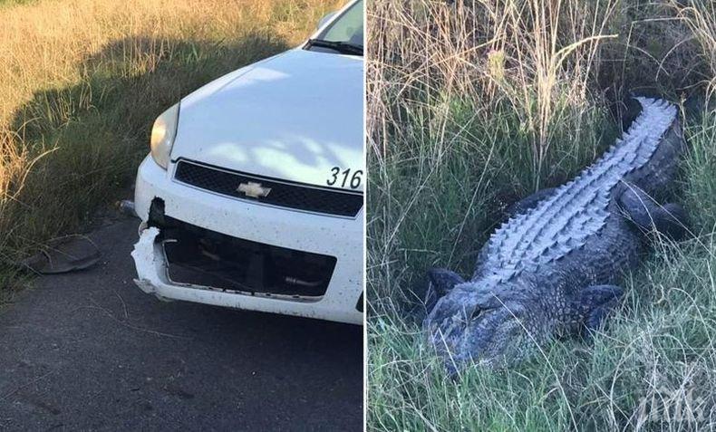 Лакомник: Алигатор отхапа парче от полицейска патрулка в Луизиана