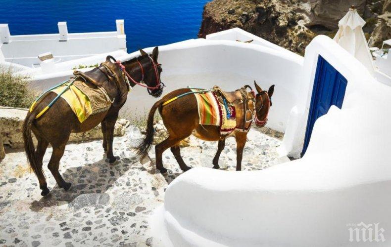 Френски активисти скочиха да бранят магаретата таксита на остров Санторини (СНИМКИ)
