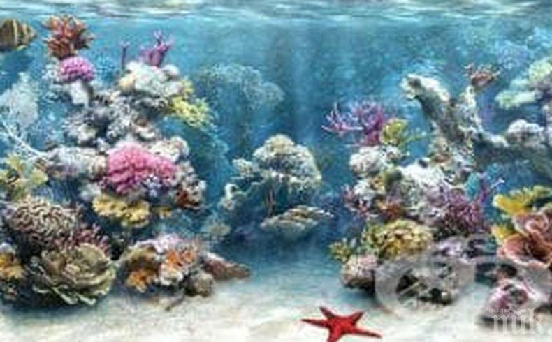 МРАЧНА ПРОГНОЗА: 17% от морските животни могат да изчезнат до края на този век