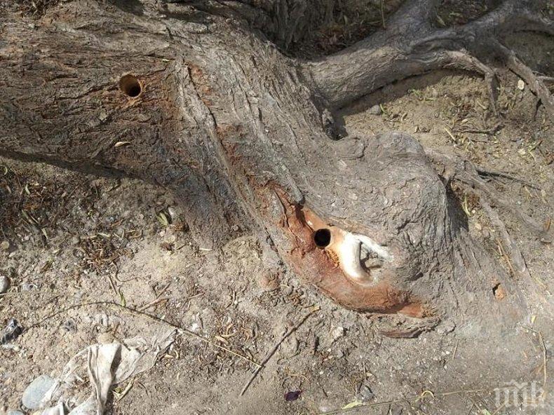 Вандали дупчат дървета в Кюстендил, наливат в тях нафта