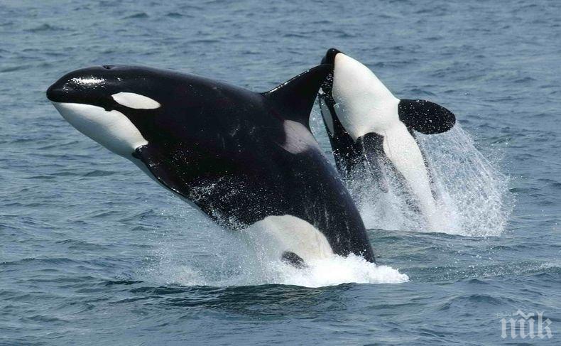 Канада забранява улова и развъждането на морски бозайници за забавление