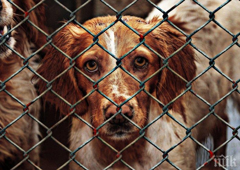 ВАРВАРСКО ЗВЕРСТВО В КИТАЙ: Над 10 хиляди кучета ще бъдат заклани на най-кървавия фестивал на 21 век - вижте на какво е способен човек от алчност (ШОКИРАЩИ СНИМКИ/ВИДЕО 18+)