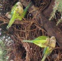 КРЕЩЯЩА НАПАСТ: Зелени папагали връхлетяха южната италианска област Пулия