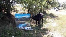Художници рисуват къщите и бабите на Свежен