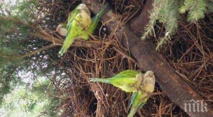 крещяща напаст зелени папагали връхлетяха южната италианска област пулия