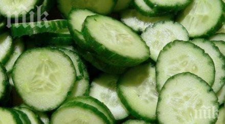 краставицата лек болести