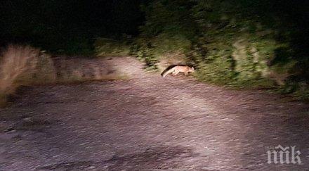 пълен шаш лисици разхождат улиците русе