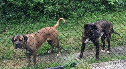 гледат мярката неотклонение собственика пет кучета убили човек