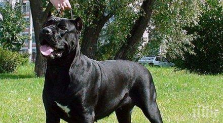 две кучета кане корсо разкъсаха английски сетер