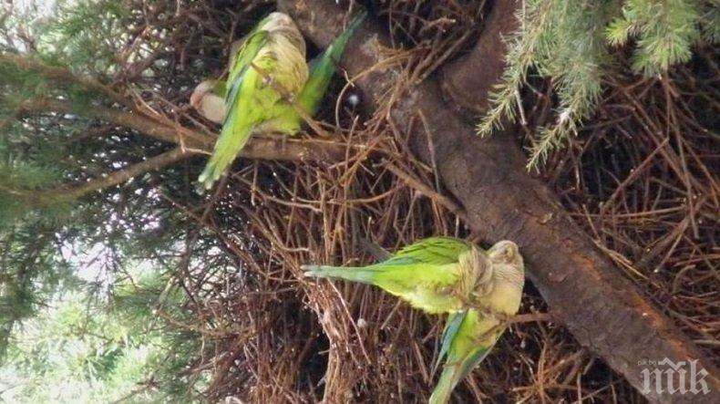 КРЕЩЯЩА НАПАСТ: Зелени папагали връхлетяха южната италианска област Пулия