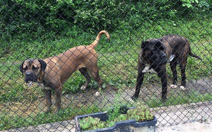 Гледат мярката за неотклонение на собственика на пет кучета, убили човек