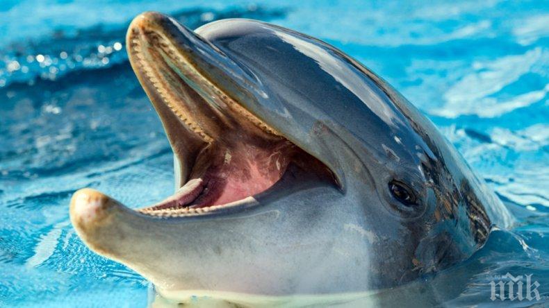 Морето изхвърли обезглавен делфин край Корал