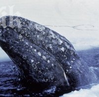 Кит с размерите на автобус удари сърфист